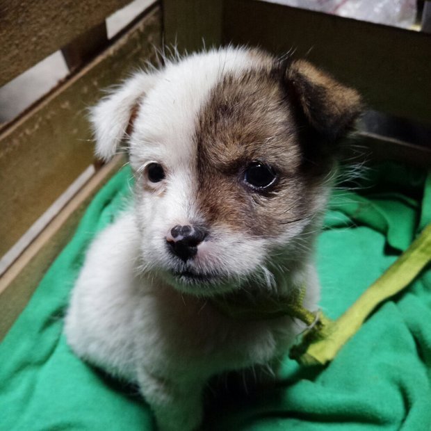 请问这是串串狗吗?是串的什么品种呀?它会长到多大呢?会吃狗粮吗?