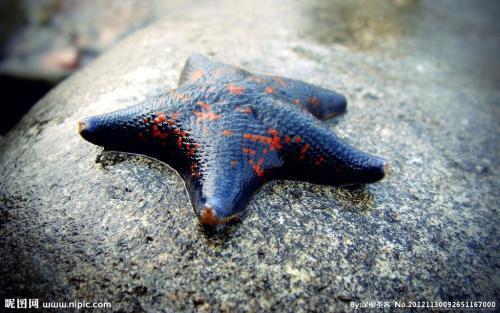 海燕asterinidae,海星纲有棘目海燕科的通称.