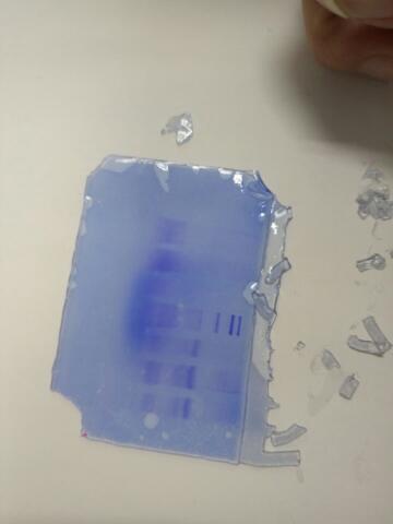 SDS--PAGE法测酪蛋白的分子量,为什么没有跑