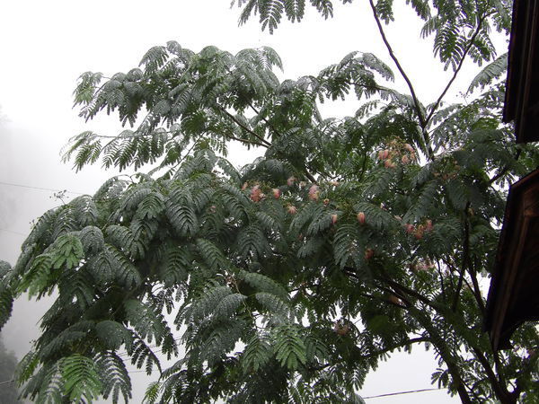 荣华树是啥样的?开花结果吗