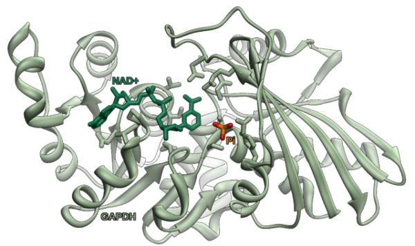 gapdh分子量图片