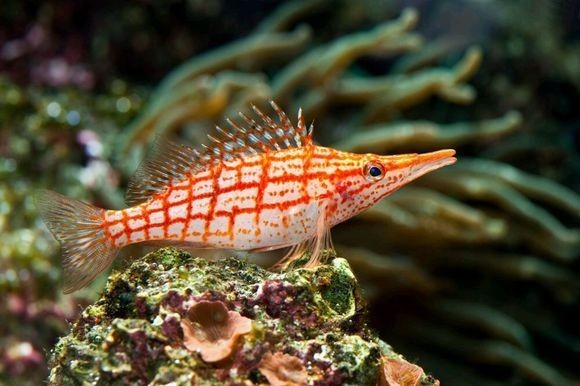 老黑子,这些是什么鱼