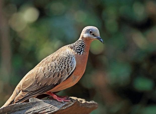 我国常见的品种有:火斑鸠,珠颈斑鸠,山斑鸠,还有人工培育的白斑鸠.