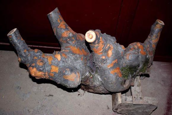 花皮榆树,主要生长在什么地方?