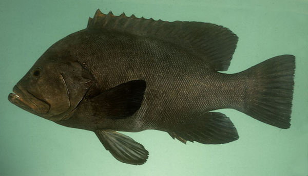 鮨科    serranidae       侧牙鲈属       variola    鱼类 下图为