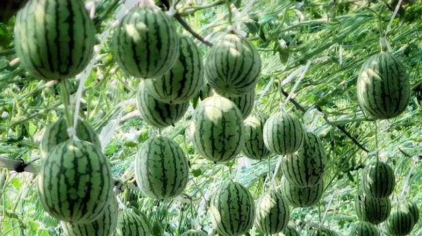 新品 b>种西瓜吊 /b>着种,原来还有这么多好处!你知道吗?