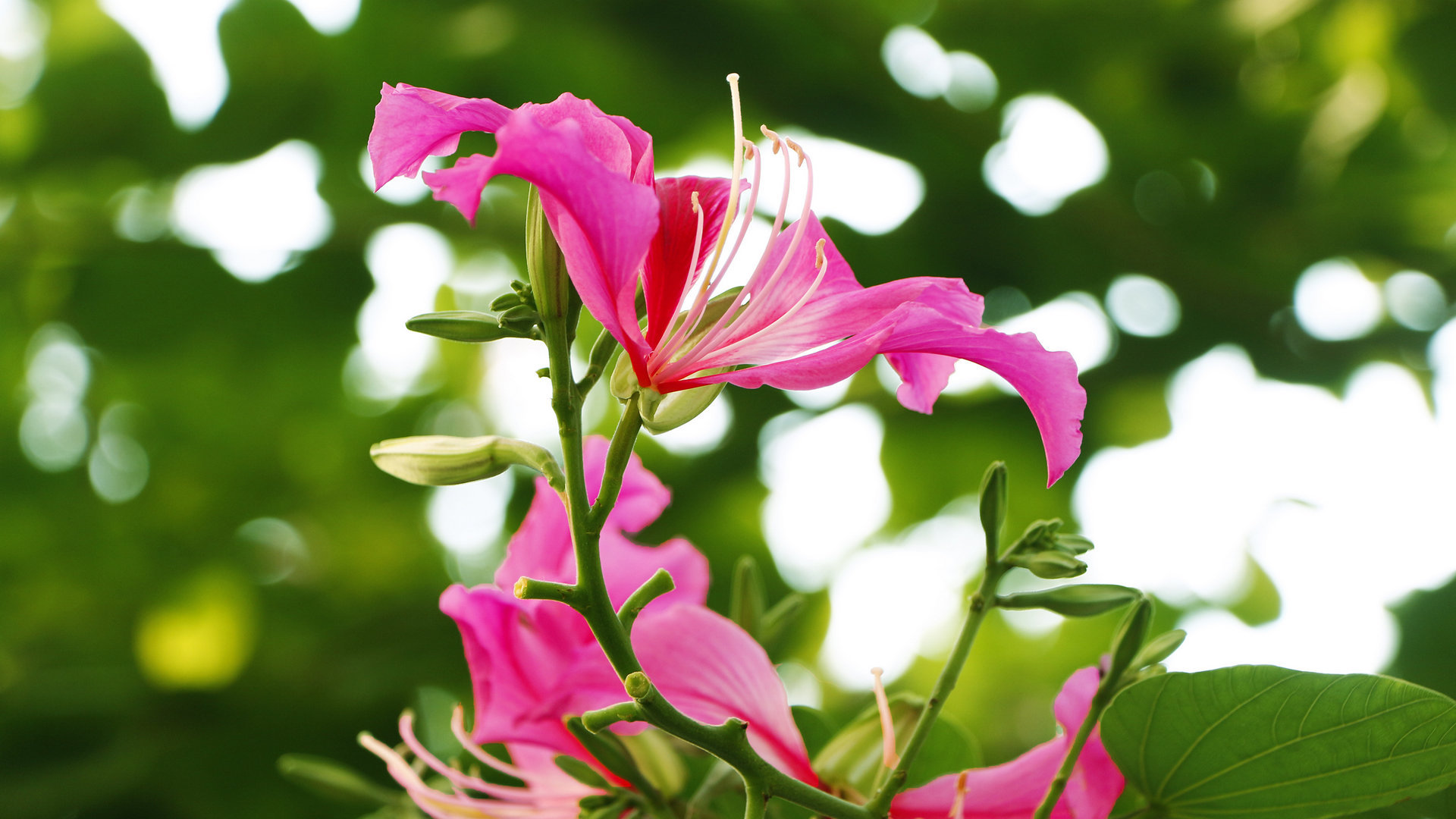 紫荆花花卉桌面壁纸[图5]