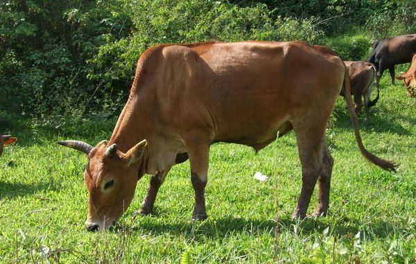 南方黄牛的养殖方法