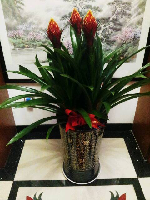 买花的人说它叫大展宏图=_= 但我想知道学名(^_^) 顺便还问下该怎么