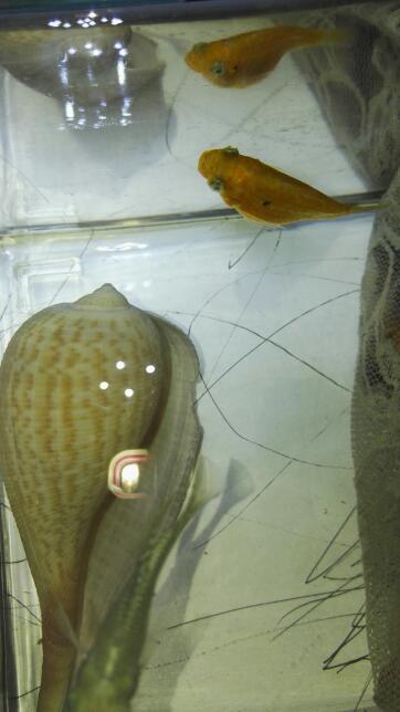 这是只母皮球鱼,今天开始发现它一会在水面一