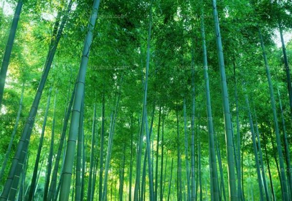 竹子的子是几声拼音