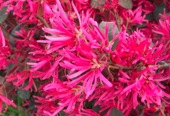 红花檵木观赏特性图片