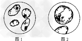 在生物学探究过程中,很多需观察的生物材料必