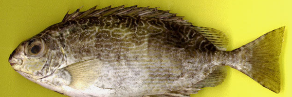 臭肚鱼能和虾混养吗?