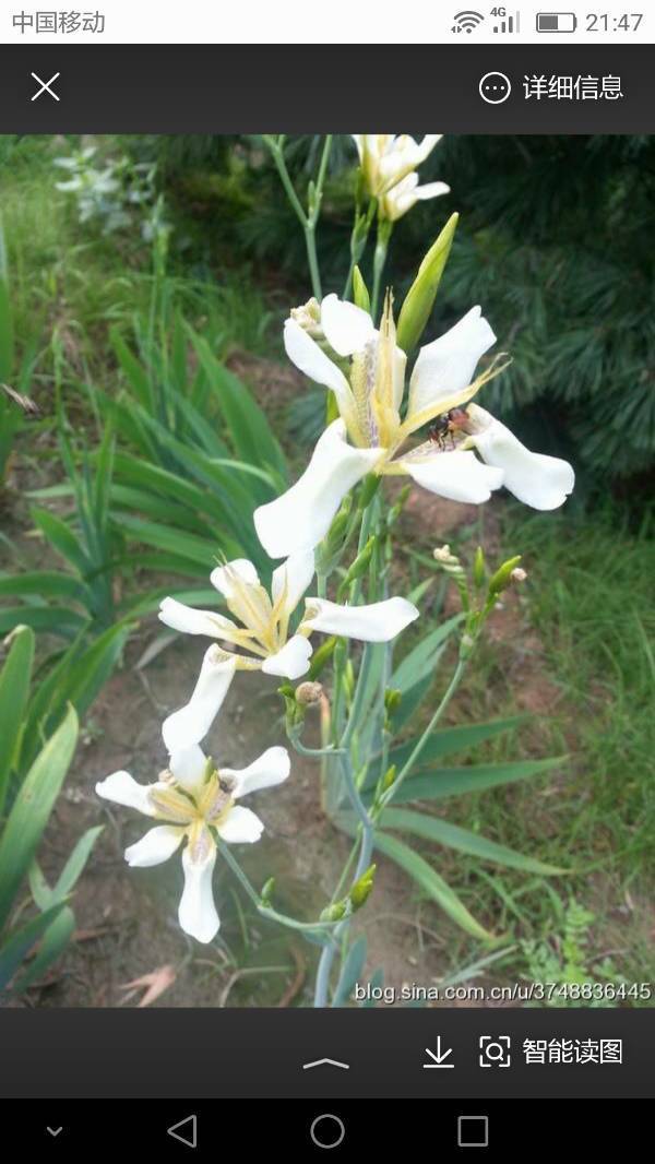18 这个是鸢尾科的白花鸢尾,另一个是射干 追问:  谢谢回答.