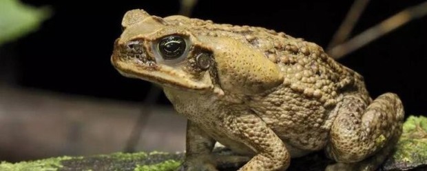 琵琶蟾蜍是什么意思_360问答