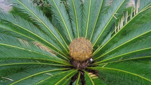 树红树碧高低影的意思