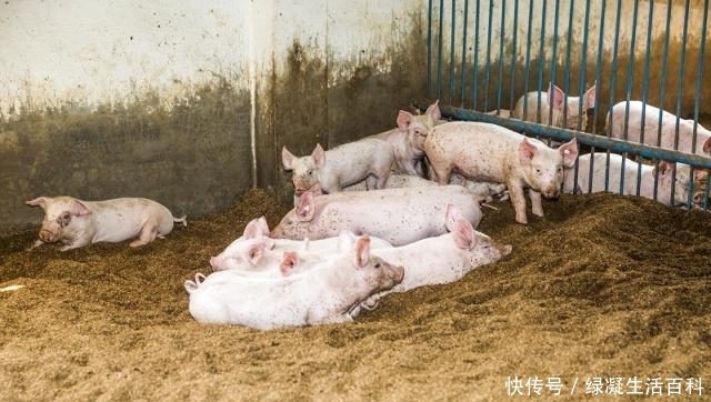 进口猪肉的市场上的猪肉价格