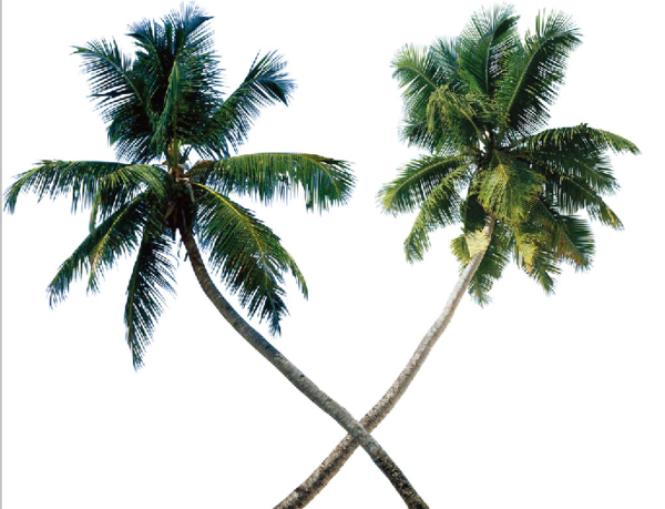 ps如何用通道抠椰子树