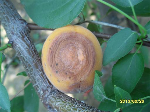 杏烂了请问这是杏什么病害