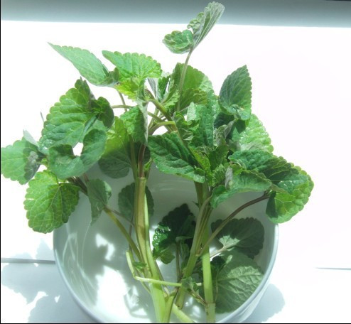 野菜猫粑儿学名是什么,哪位大神给个准确答案,十分感谢