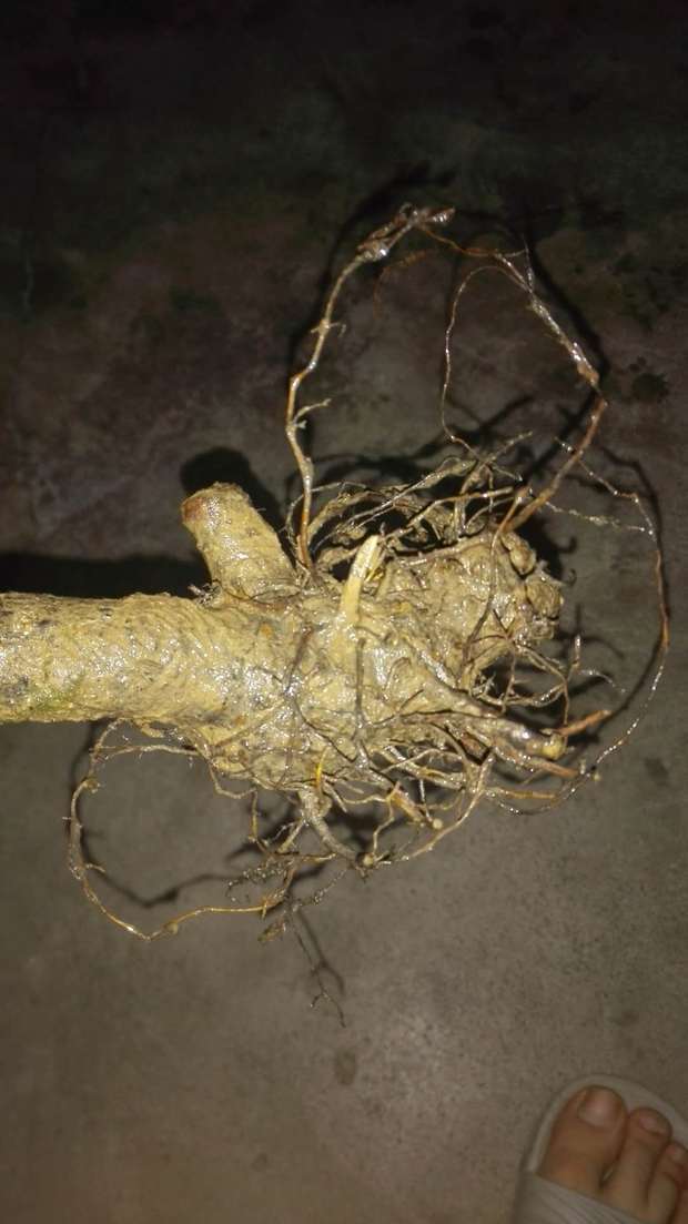 樱桃三树苗的根这样能六种的零活吗