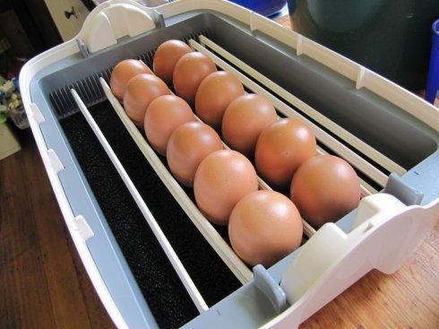 怎样人工孵小鸡