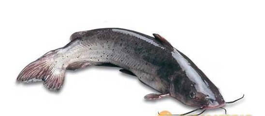 胸鳍长鱼骨是什么鱼图片
