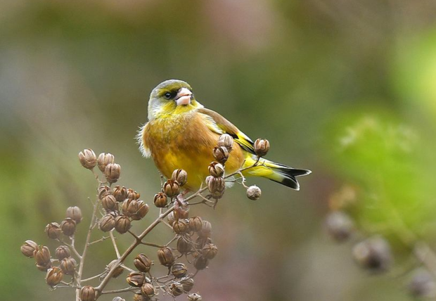 金赤鸟和金翅鸟的区别