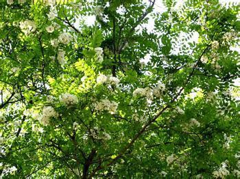 西安市西大街人行道两旁开黄花的树木是什么树?