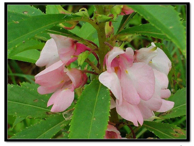 鳳仙花科,鳳仙花屬一年生草本花卉,[1]全株分根,莖,葉子,花,果實和