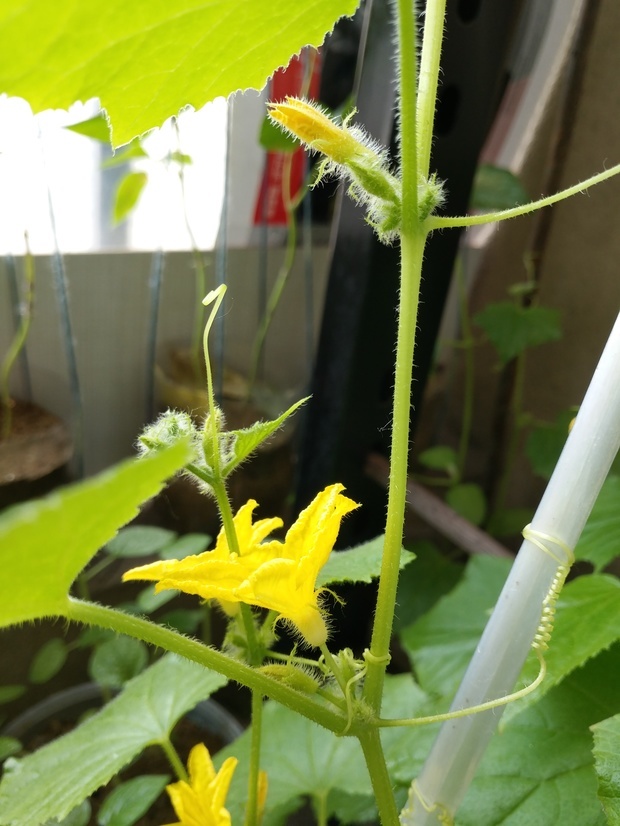 我在阳台上种的黄瓜怎么只开花不结果,好像没