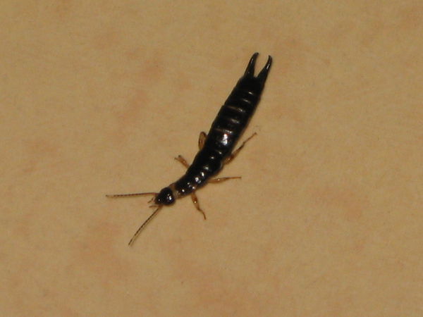 家里发现好几条长的黑色虫子,是什么虫啊?