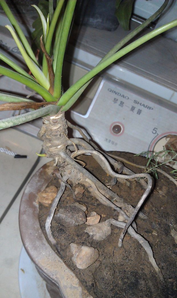 春羽这个主杆上的小新芽能繁殖吗