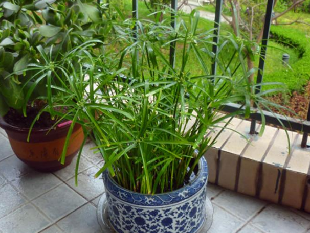 水竹怎么养能快速生根?