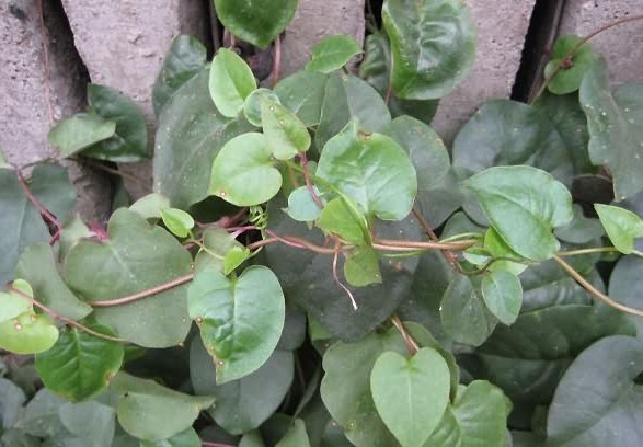 请问一下这个植物是什么_360问答