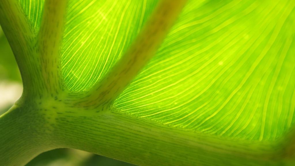 小清新植物[图3]