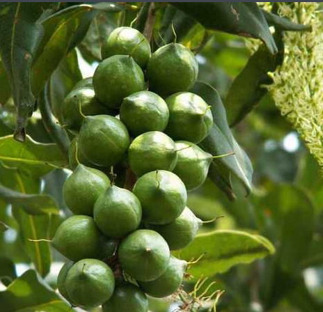 澳洲坚果幼树枝条总往下长,是缺什么营养元素