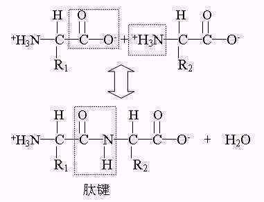核苷酸形成核酸过程中有没有发生脱水缩合?