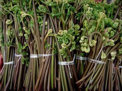 苦厥菜是什么样子的?