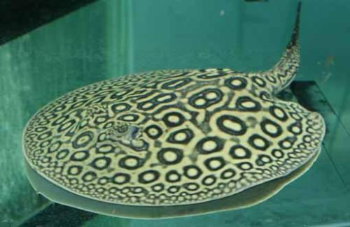 珍珠虹鱼怎么养?