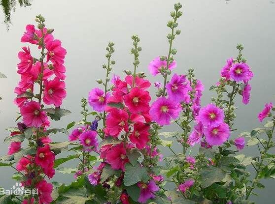 粉红色的开成一串串的是什么花