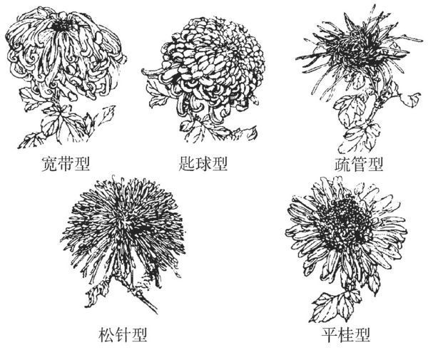 菊花的颜色类型有哪些