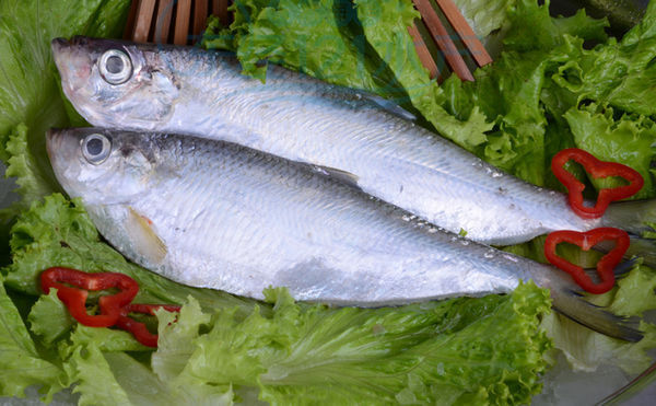 鲥鱼和响鱼是两种鱼吗?还是同一种鱼,实在不懂,请回复,谢谢你们