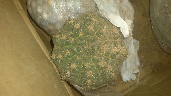 这个像菩萨脑袋,感觉像某种草球 玉翁刺比较密,这个看起来像绯花玉