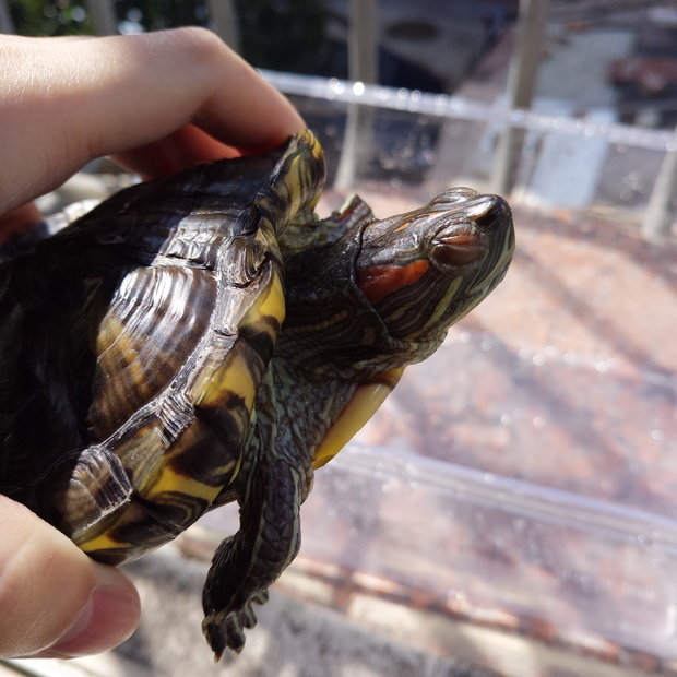 乌龟眼睛睁不开,上图,帮我看看