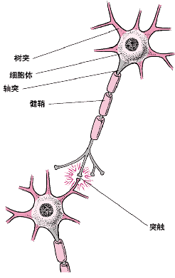 轴突和胞体示意图图片