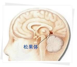 松果体概况 松果体(pineal body)(conarium)[kej`neeriem]位于间脑脑