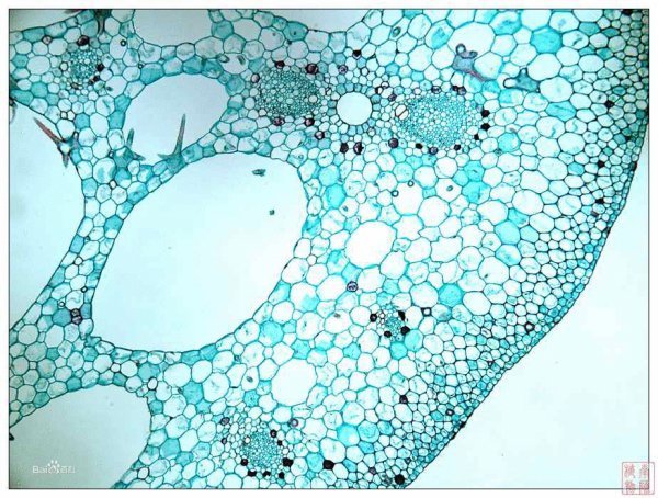 植物组织的成熟组织