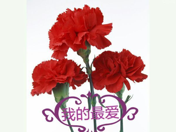 康乃馨 图片上面带点字 像这样